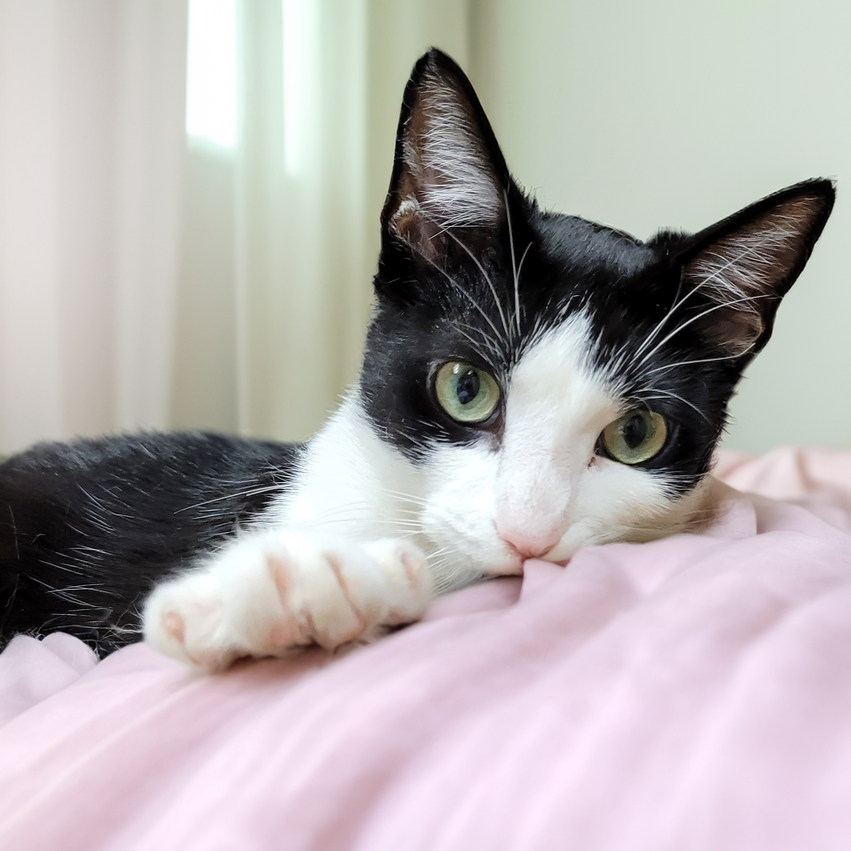 Buttons reaching a paw into the air