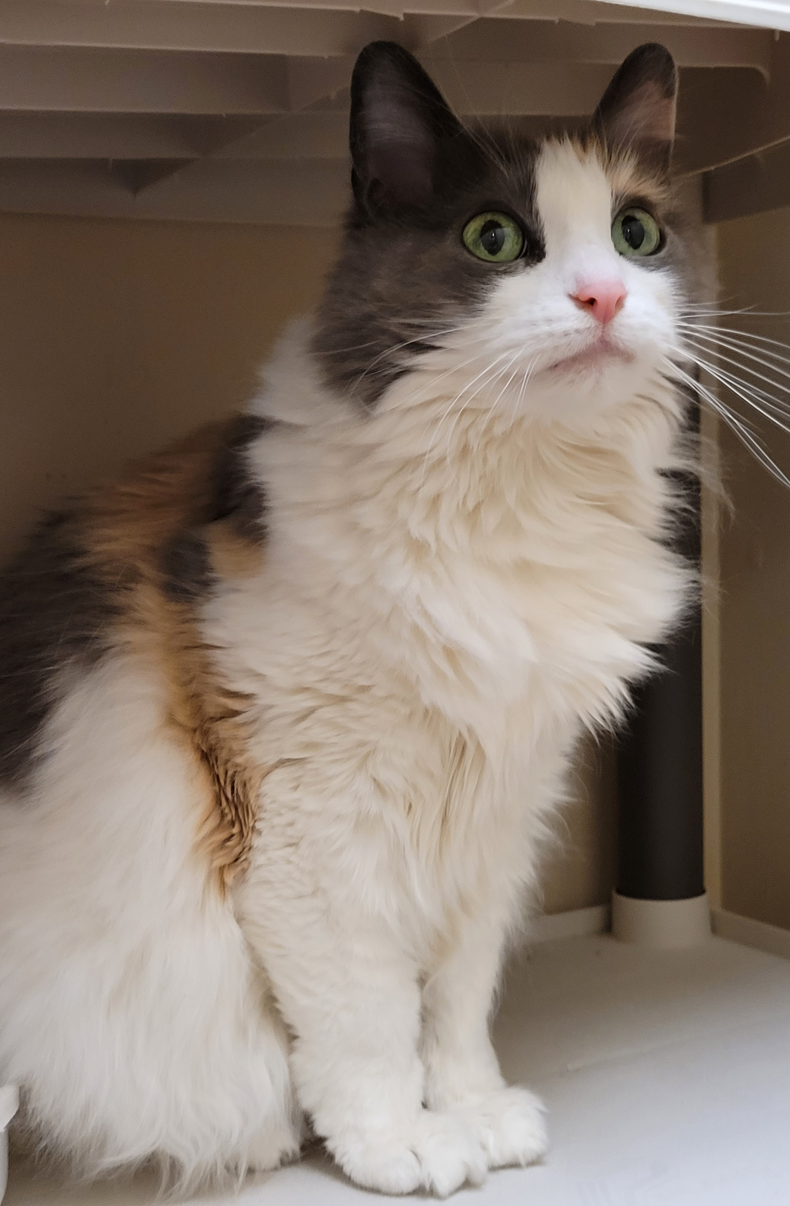 Nala sitting and looking toward the camera