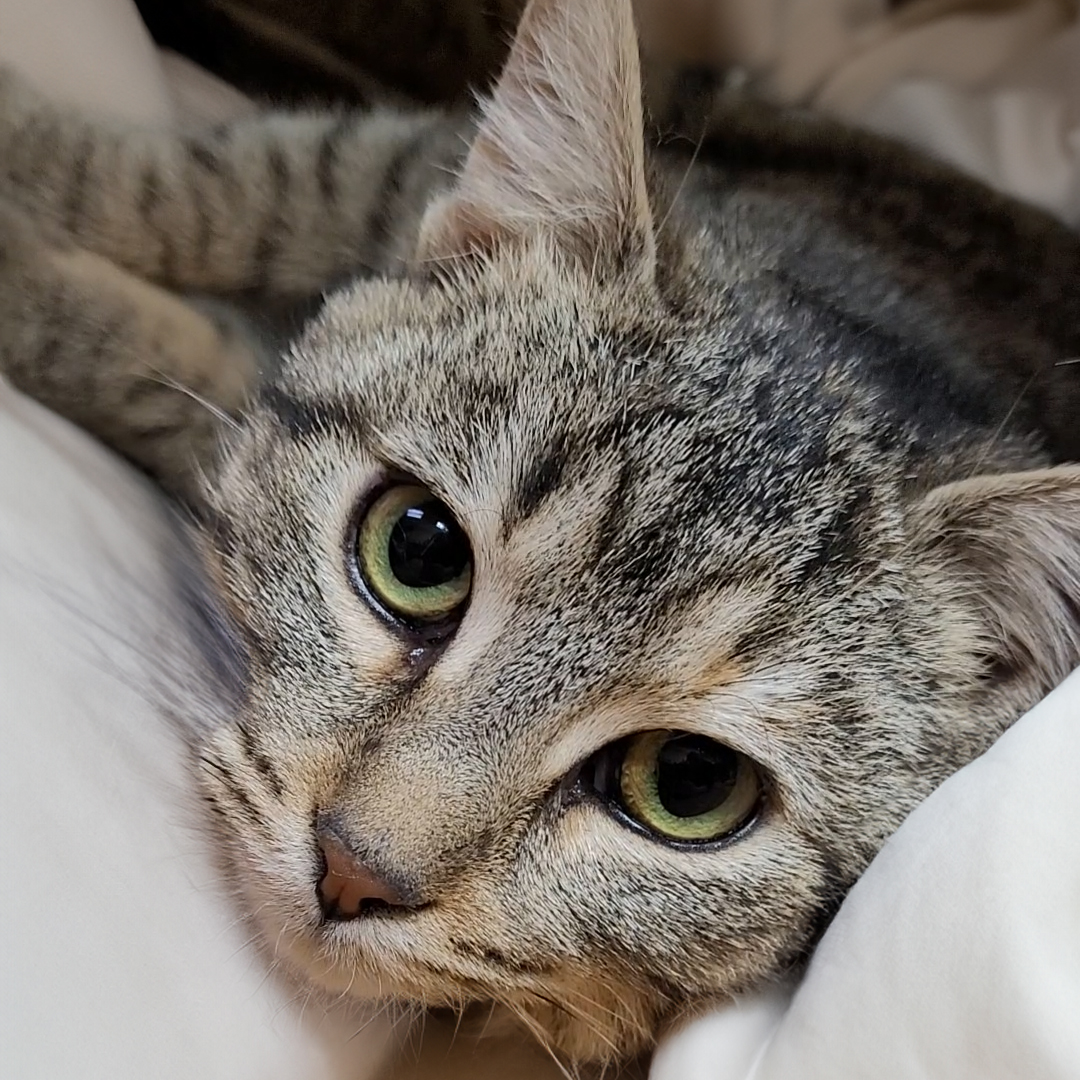 Sprinkles looking curiously toward the camera